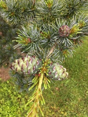 Pinus parviflora