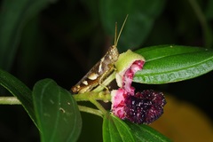 Xenocatantops humilis