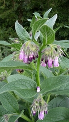 Symphytum officinale