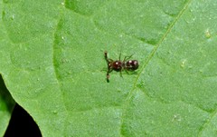 Cyrtodiopsis dalmanni