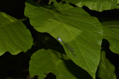 Pseudagrion pruinosum