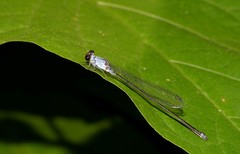 Pseudagrion pruinosum