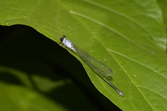 Pseudagrion pruinosum