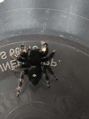 Phidippus audax
