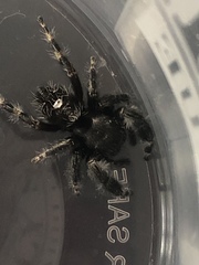 Phidippus audax