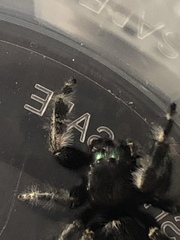 Phidippus audax