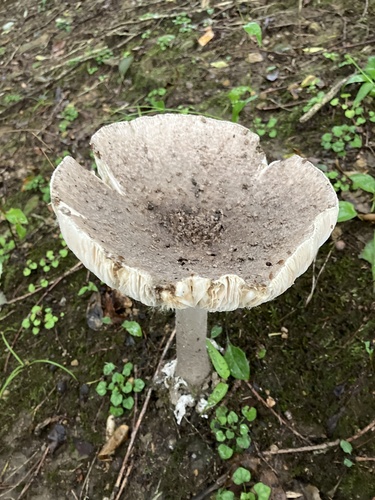 Amanita sinensis