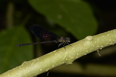 Euphaeidae