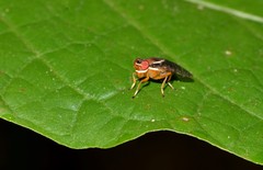 Scholastinae