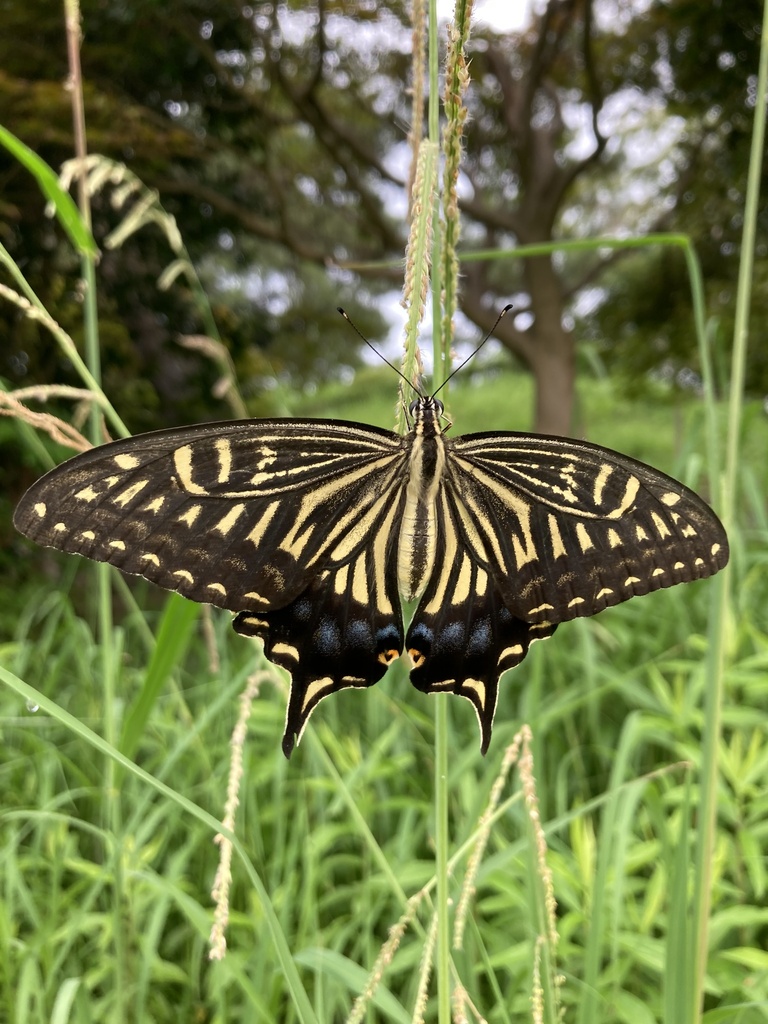 호랑나비 from 本州, 安城市, 愛知県, JP on 2024년 07월... at 07:04 오전 by Norio Nomura · iNaturalist 호랑나비 (Papilio xuthus)