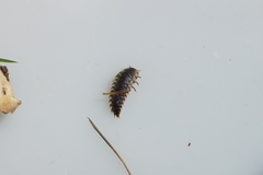 Oiceoptoma thoracicum