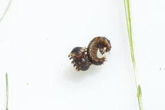 Oiceoptoma thoracicum