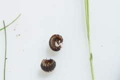 Oiceoptoma thoracicum