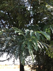 Acacia elata