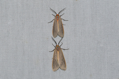 Pygarctia abdominalis