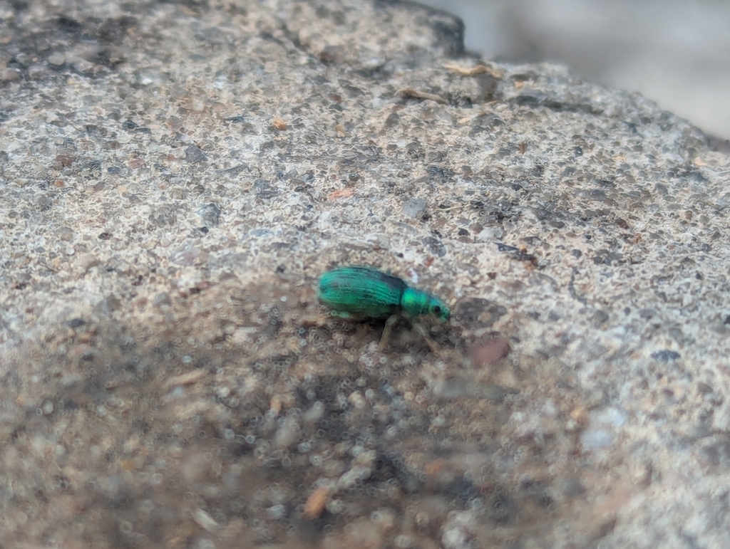 Green Immigrant Leaf Weevil from Benton Township, MI 49721, USA on July ...