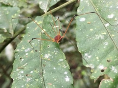Sibambea
