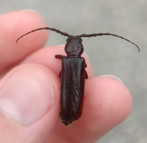 Rust Pine Borer photo 5