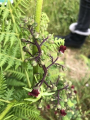 Scrophularia scorodonia