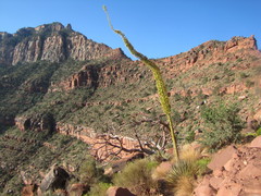 Agave utahensis kaibabensis