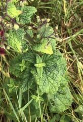 Scrophularia scorodonia