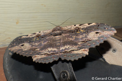 Anisoneura aluco