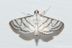 Ravanoa xiphialis