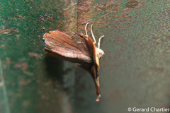 Fascellina
