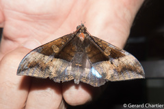 Ischyja hemiphaea