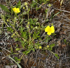 Potentilla stolonifera