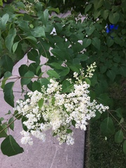 Syringa reticulata