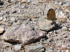 Coenonympha dorus