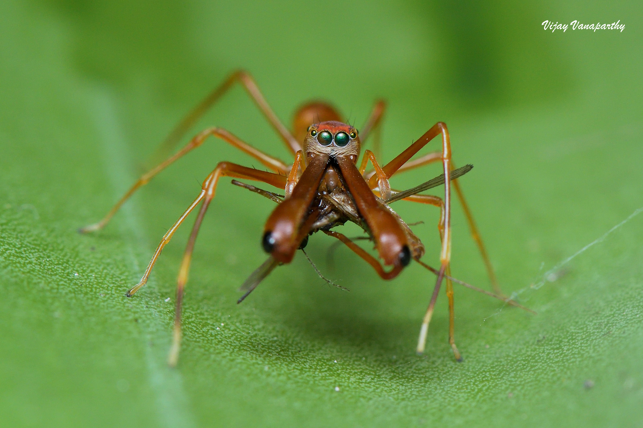 Red Weaver Ant-mimicking Spider (Myrmaplata plataleoides