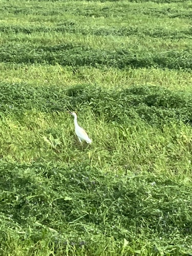 Western Cattle-Egret