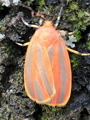 Hypoprepia miniata