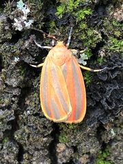 Hypoprepia miniata
