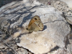 Coenonympha dorus