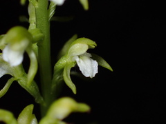 Cymbidium — photo 3