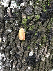 Hypoprepia miniata