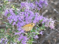 Coenonympha dorus