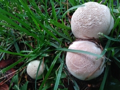 Agaricus