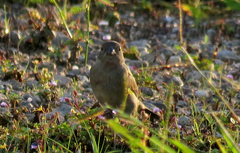Passeriformes