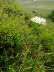 Thalictrum petaloideum