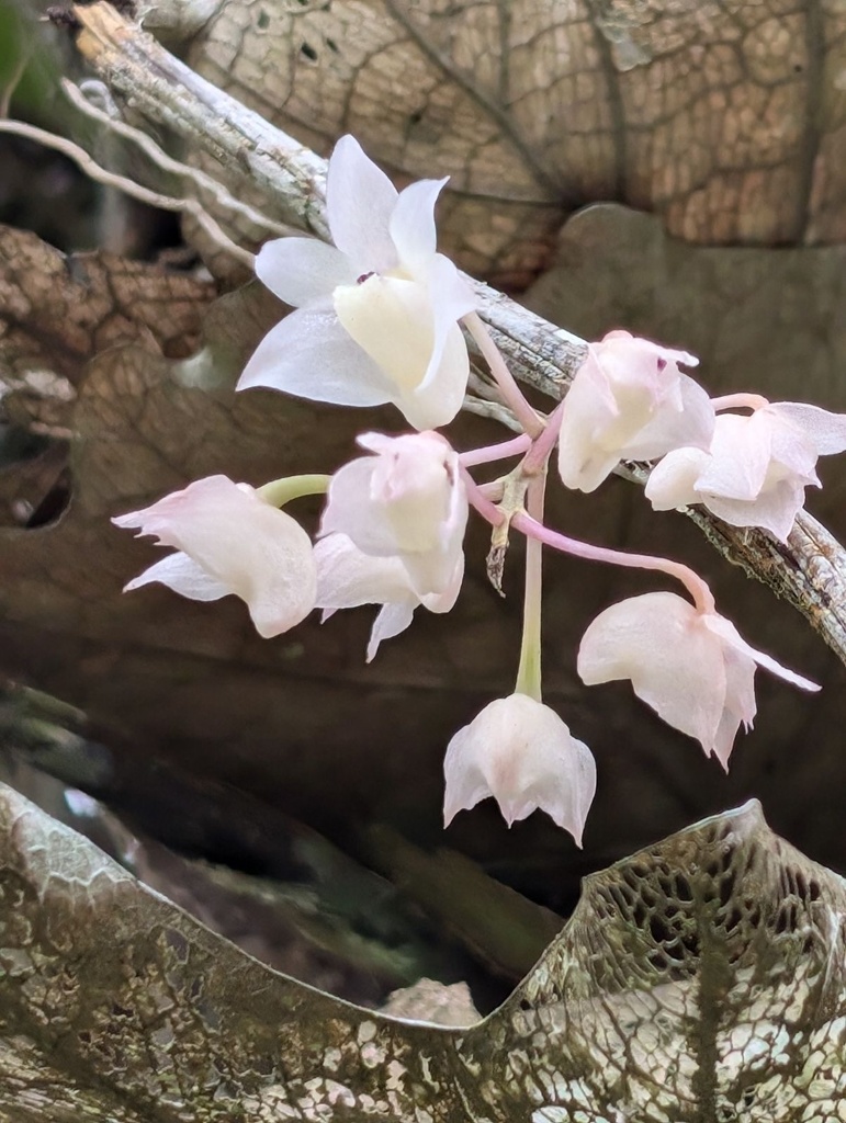 Dendrobium linguella Rchb.f.