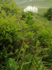 Thalictrum petaloideum