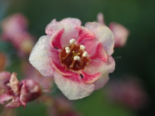 gooseberry currant (Ribes montigenum)