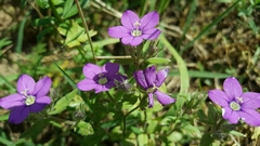 Legousia speculum-veneris