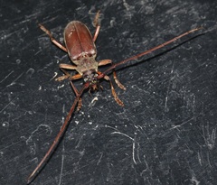 Neoplocaederus consocius