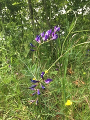 Vicia onobrychioides