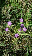 Legousia speculum-veneris
